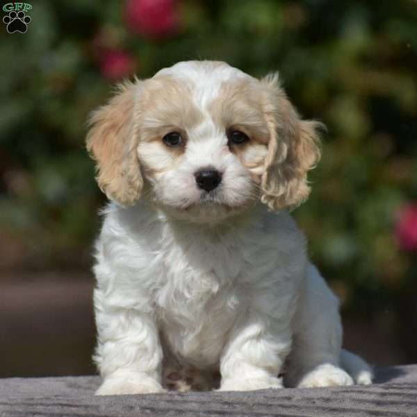 Peggy, Cavachon Puppy